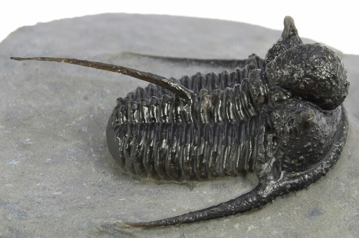 Beautiful Spiny Cyphaspis Trilobite - Morocco #312264